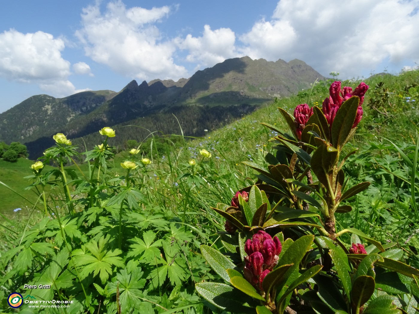 54 Rhododendron ferrugineum (Rododendro rosso) con vista in Tre Pizzi-Monte Campo-Spondone .JPG